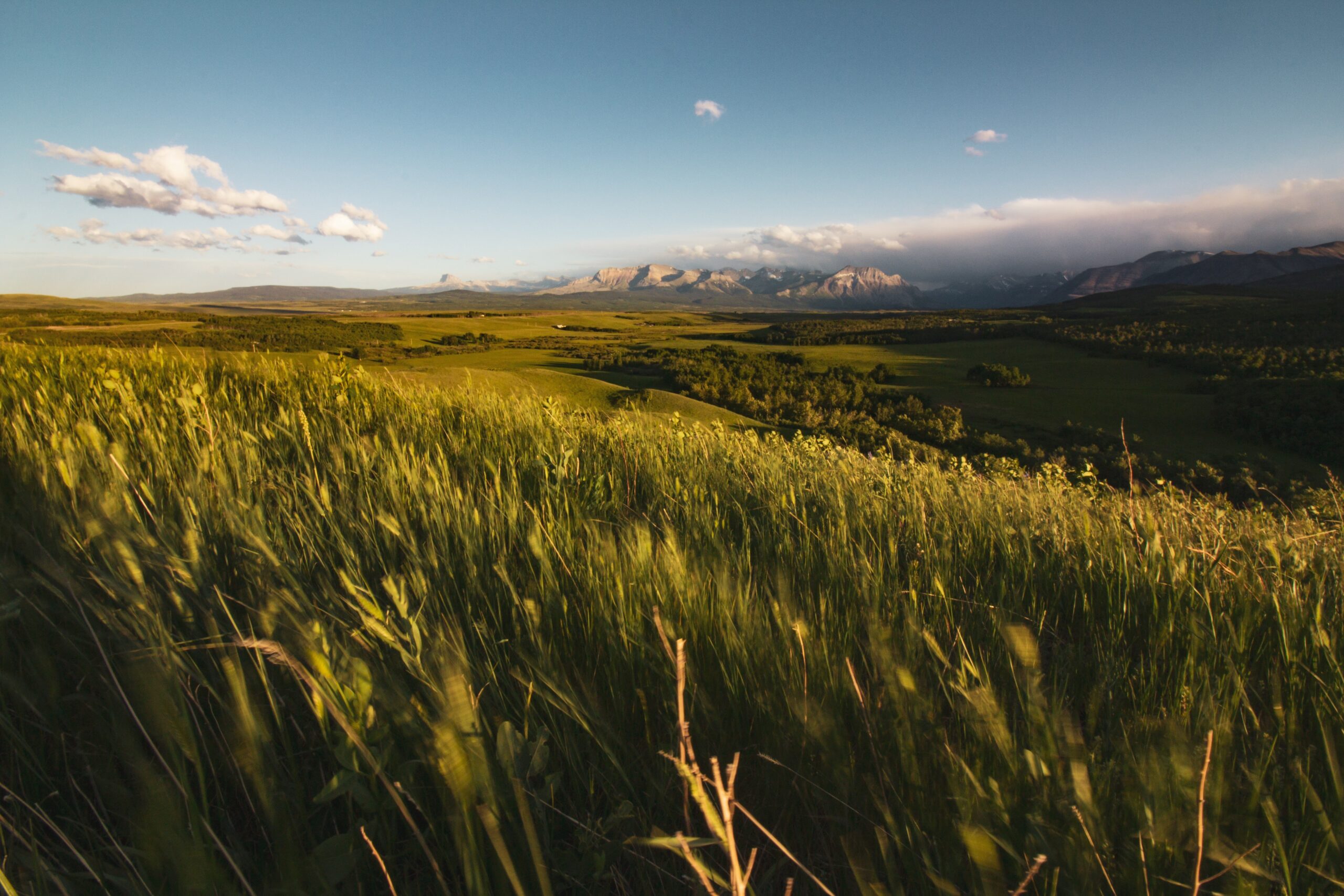 Field of wheat
