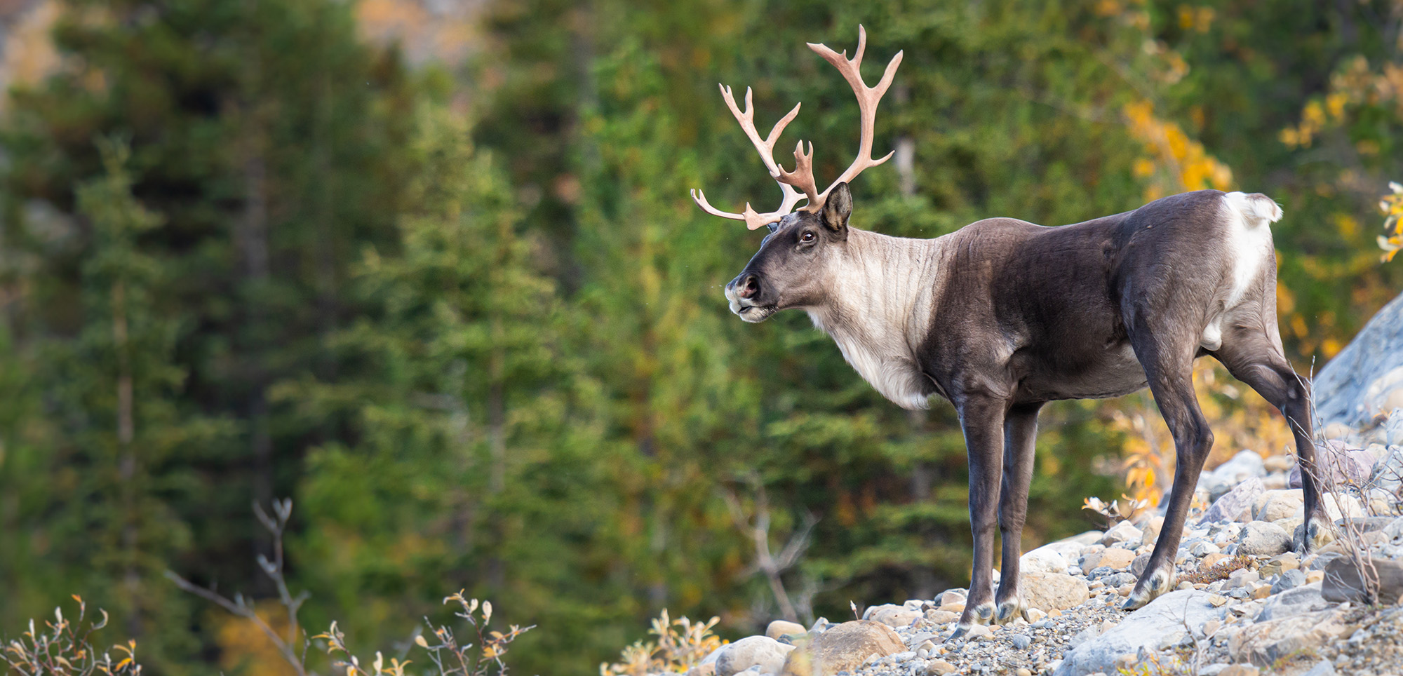 Caribou standing on a hill