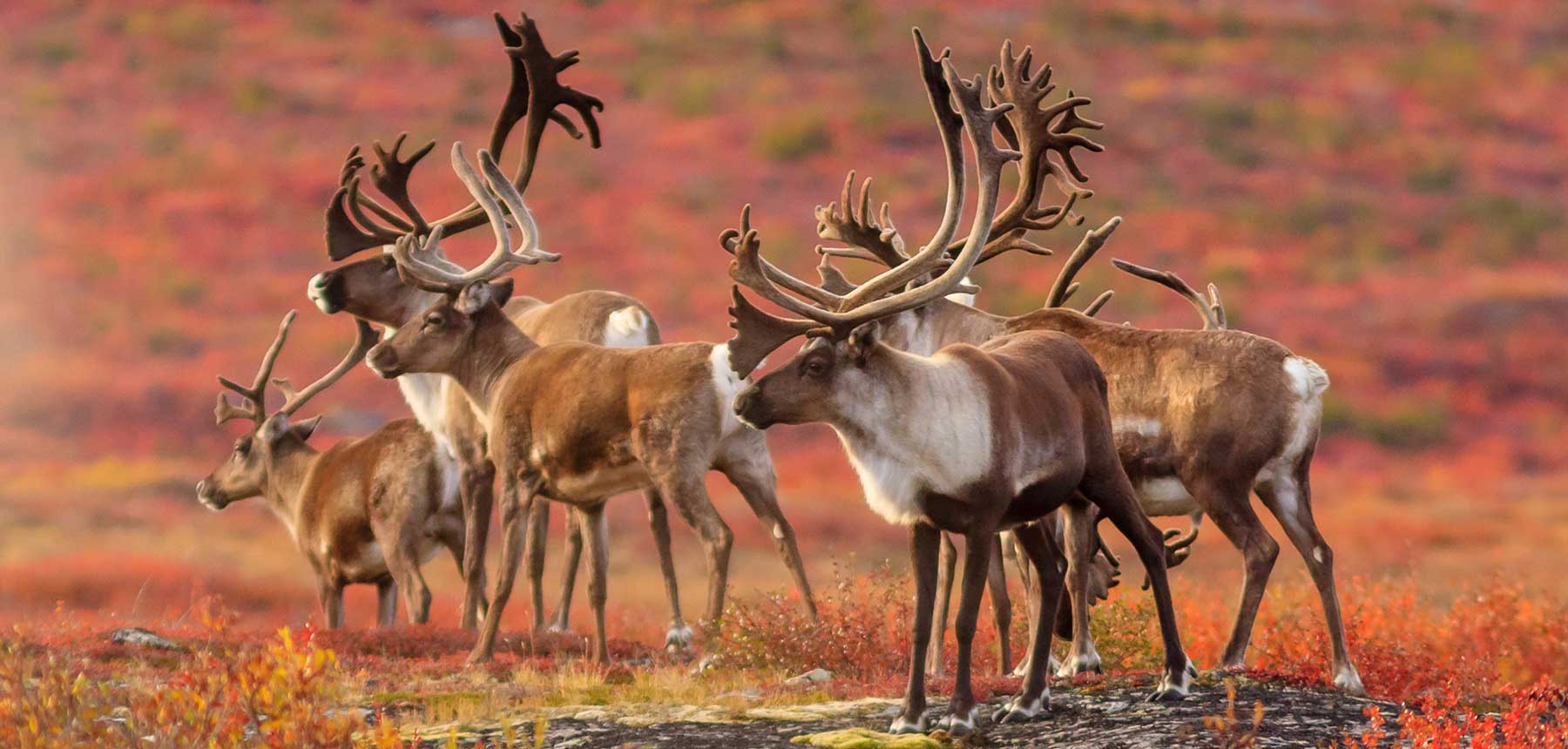 A herd of caribou in a valley covered with reddish grass