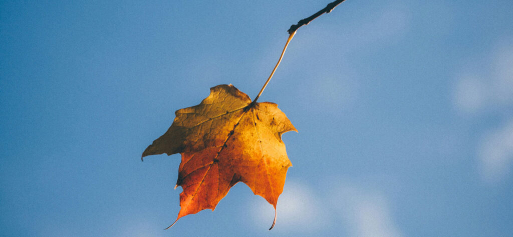 Orange and yellow leaf