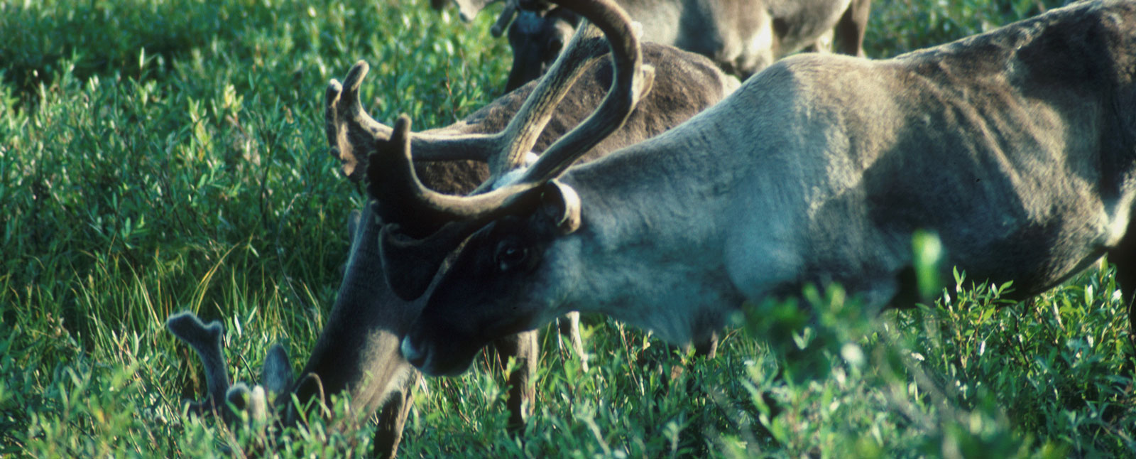 Woodland caribou herd