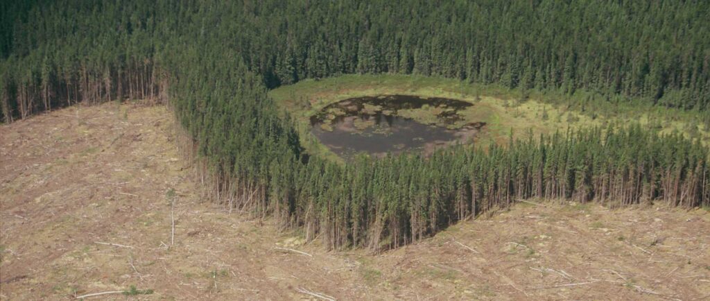 Deforestation Seen From Above